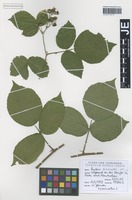 Original material of Rubus exarmatus H. E. Weber & W. Jansen [family ROSACEAE]