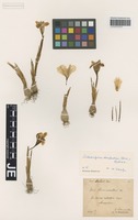 Holotype of Iris bornmuelleri Hausskn. [family IRIDACEAE]