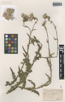 Original material of Cirsium borderei Rouy [family ASTERACEAE]