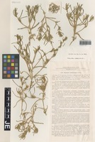 Isotype of Physandra halimocnemis (Botsch.) Botsch. [family CHENOPODIACEAE]