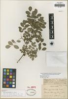Isotype of Rosa glaucodermis Greene [family ROSACEAE]
