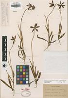 Holotype of Fritillaria biflora Lindl. var. ineziana Jeps. [family LILIACEAE]