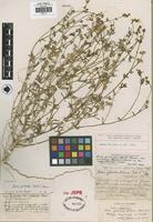 Holotype of Gilia gilioides (Benth.) Greene var. ianthina Jeps. and Hoover [family POLEMONIACEAE]