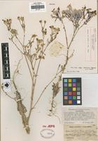 Holotype of Gilia tenuiflora Benth. var. speciosa Jeps. [family POLEMONIACEAE]