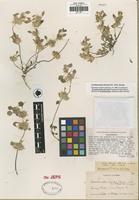 Isotype of Acanthomintha obovata Jeps. [family LAMIACEAE]