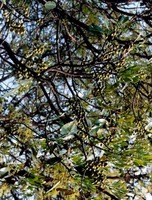 Uapaca nitida