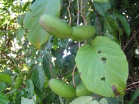 Mondia whitei