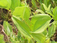 Smilax anceps