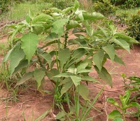 Solanum mauritianum