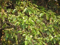 Sterculia tragacantha