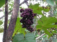 Ampelocissus africana