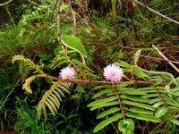 Mimosa pigra
