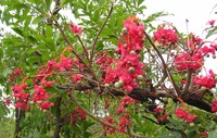 Ochna pulchra