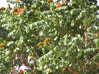 Spathodea campanulata