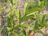 Combretum platypetalum