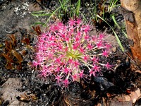 Boophone disticha