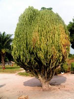 Euphorbia ingens
