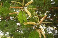 Acacia polyacantha