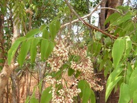 Dalbergia boehmii