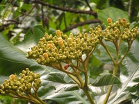 Anthocleista grandiflora
