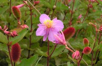 Clappertonia ficifolia