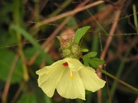 Hibiscus schinzii