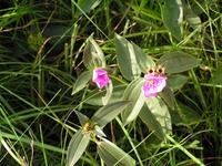 Dissotis swynnertonii