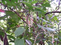 Cissampelos mucronata
