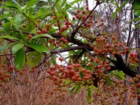 Ochna pulchra