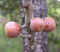 Uapaca nitida