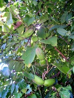 Mondia whitei