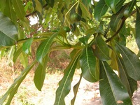Rauvolfia caffra
