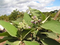 Solanum mauritianum