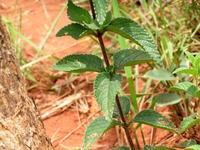 Lantana angolensis