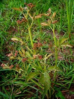 Ampelocissus obtusata