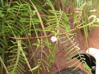 Mimosa pigra