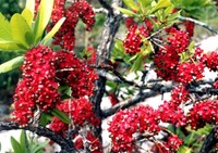 Ochna pulchra