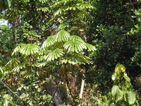 Musanga cecropioides in Global Plants on JSTOR