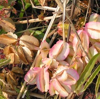Combretum platypetalum