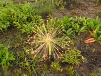 Boophone disticha
