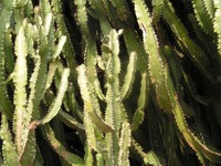 Euphorbia ingens