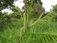 Acacia polyacantha