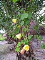 Bauhinia tomentosa