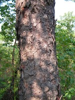 Burkea africana