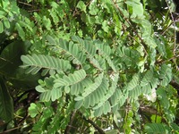 Caesalpinia decapetala