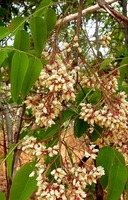 Dalbergia boehmii