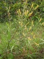 Eriosema psoraleoides