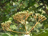 Anthocleista grandiflora