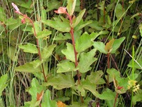 Clappertonia ficifolia