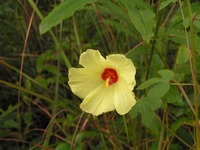Hibiscus schinzii